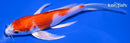5.75" HARIWAKE BUTTERFLY