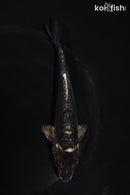 5.5" ARAGOKE BENI KIKOKURYU