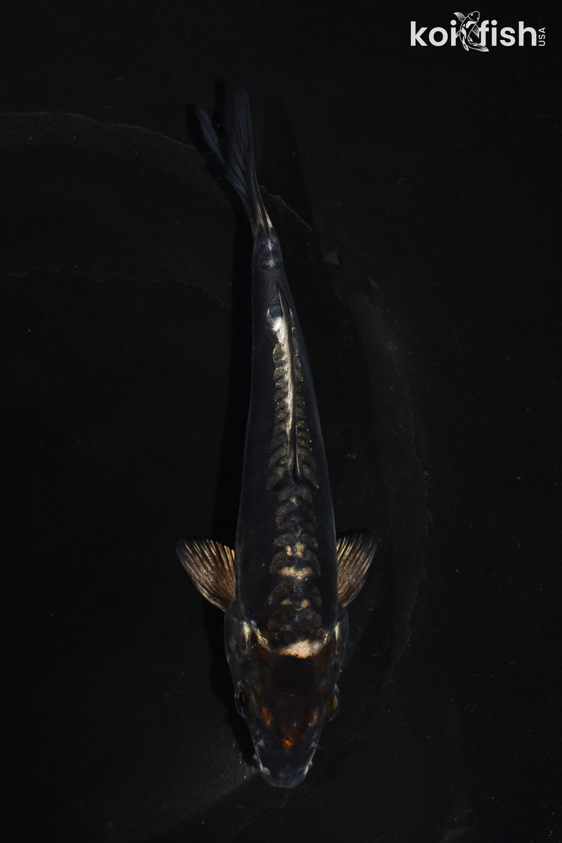 5.5" ARAGOKE BENI KIKOKURYU