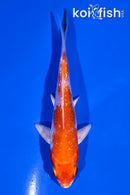 4" GINRIN HARIWAKE