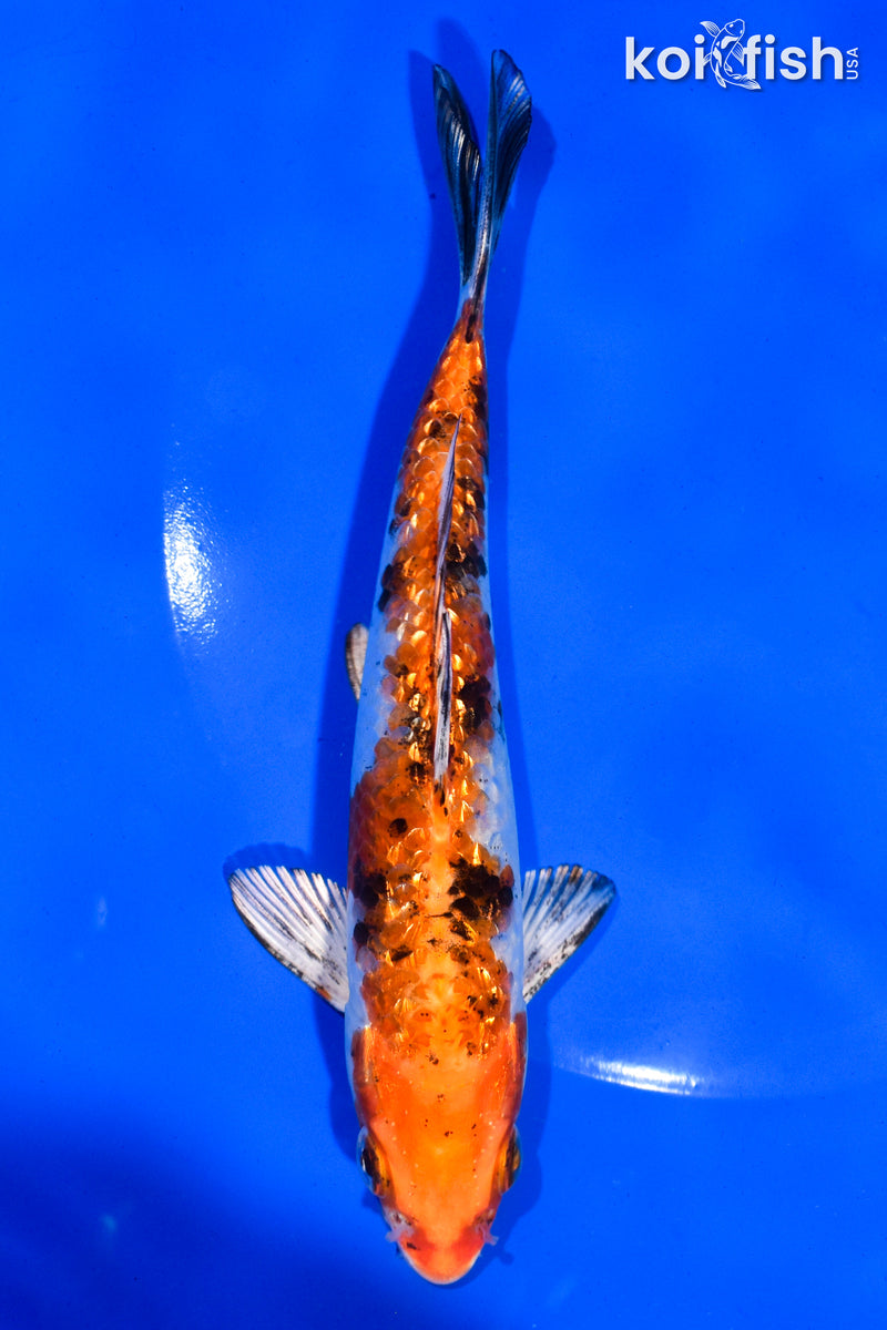 6" GINRIN YAMATO NISHIKI