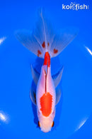 6.75" WATONAI GOLDFISH