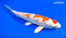 9.25" ARAGOKE KIKUSUI
