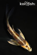 5.5" ARAGOKE  KIN KIKOKURYU BUTTERFLY