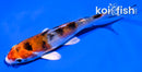4.5" YAMATO NISHIKI
