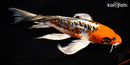 8" BENI KIKOKURYU BUTTERFLY
