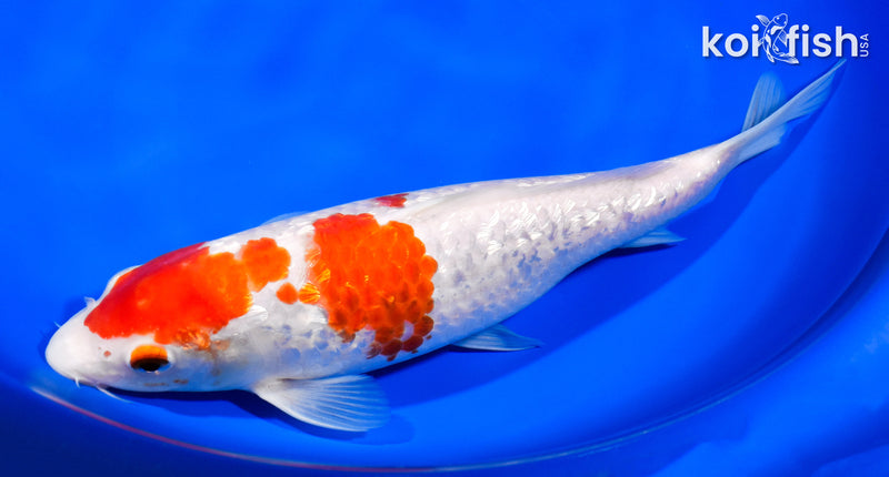 9.75" GINRIN KOHAKU