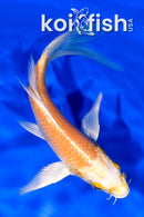 5.75" YAMABUKI OGON BUTTERFLY