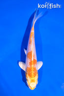 5" LEMON HARIWAKE