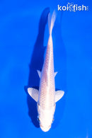 5" PLATINUM OGON
