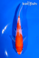 5" KOHAKU