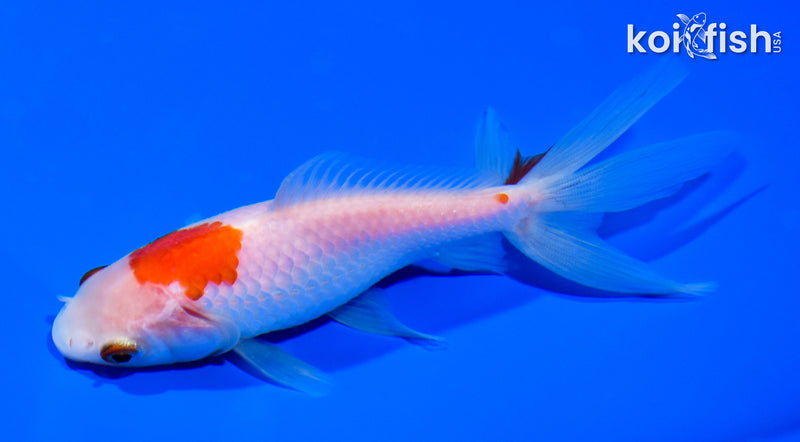 5.25" WATONAI GOLDFISH