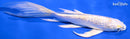 7.25" GINRIN LEMON HARIWAKE BUTTERFLY