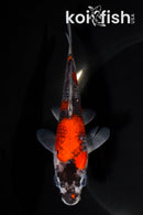 5.5" GOSHIKI