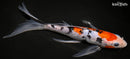 9" GINRIN SANKE BUTTERFLY