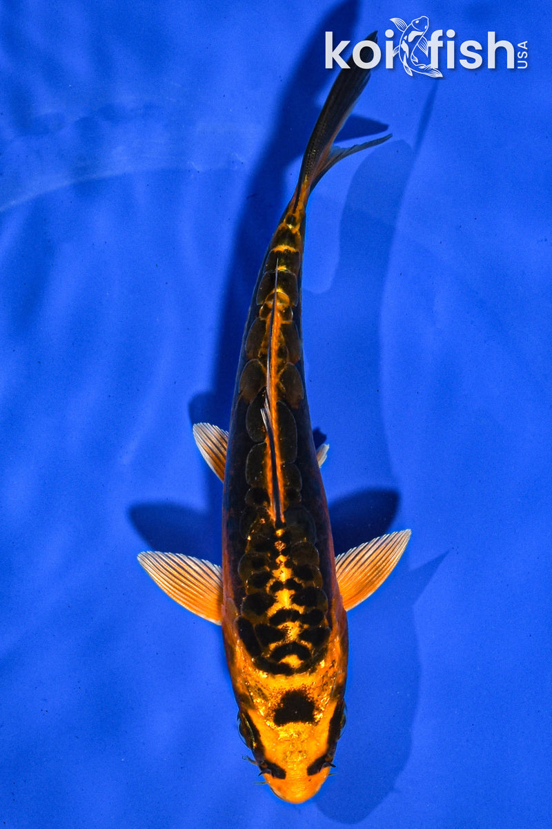 5.5" DOITSU ORENJI MATSUBA