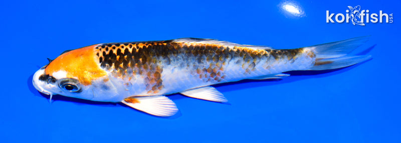 7.25" KUJAKU