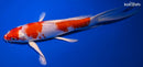 9.5" HARIWAKE BUTTERFLY