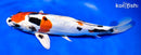 11.5" BENI KIKOKURYU