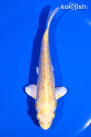 5.25" GINRIN YAMABUKI OGON