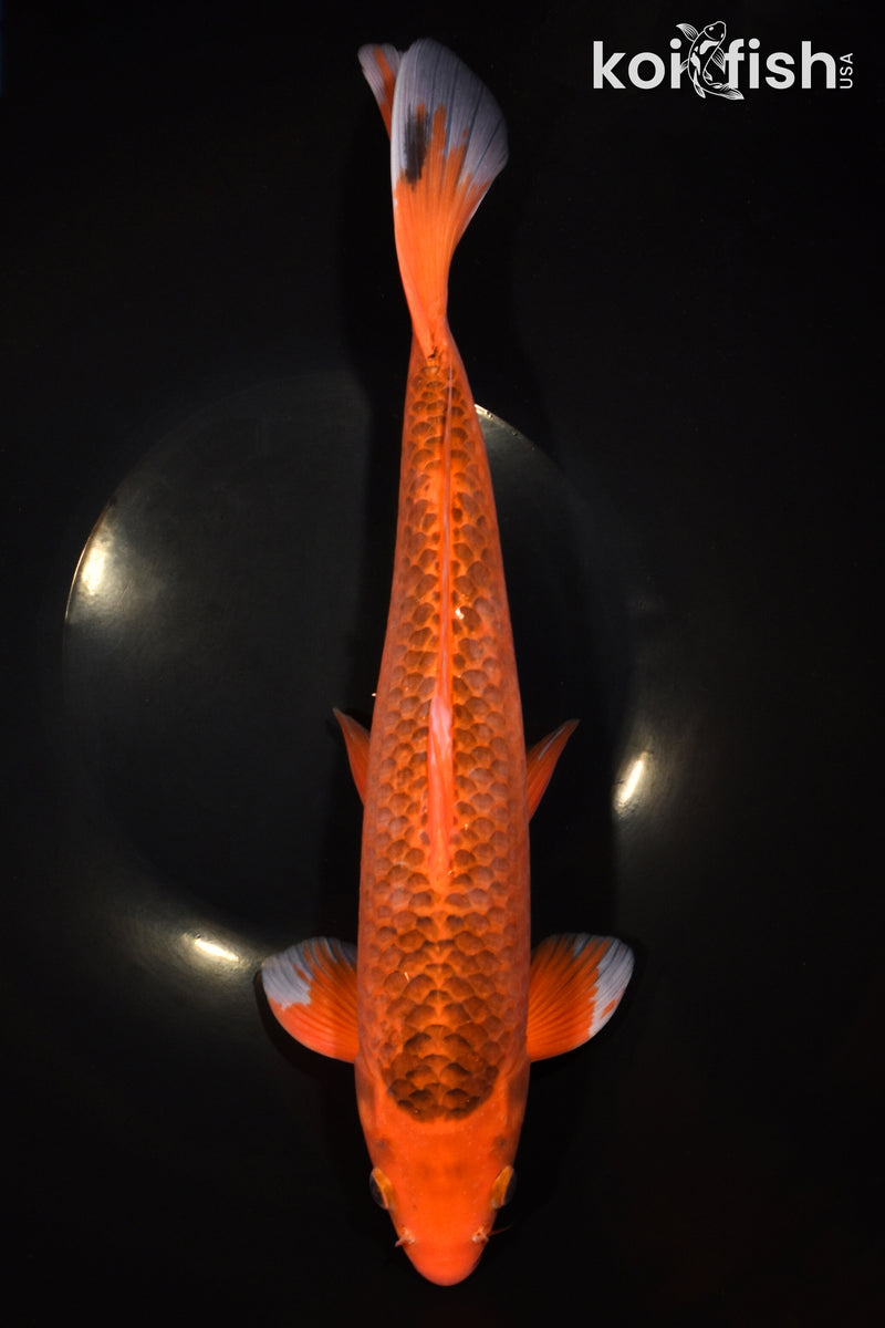 13.5" AKA MATSUBA