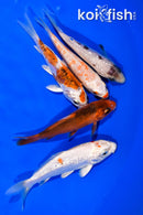 PACK OF (5) 3.75-4.25" STANDARD KOI