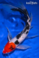 10" SANKE BUTTERFLY