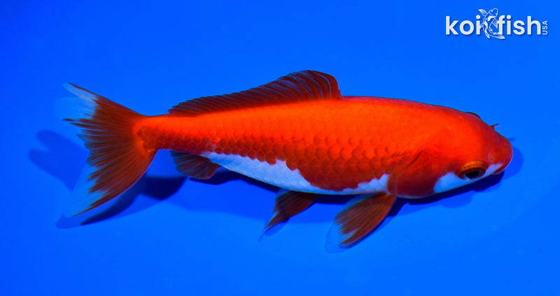 5.75" WAKIN GOLDFISH