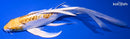 7.75" DOITSU LEMON HARIWAKE BUTTERFLY