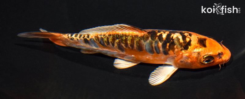 5" ARAGOKE ORENJI MATSUBA