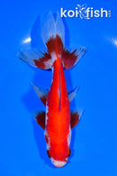 6" SARASA WATONAI GOLDFISH