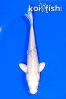 5.5" PLATINUM OGON