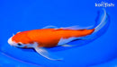 9.5" KOHAKU BUTTERFLY