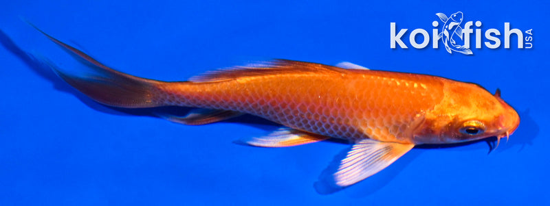 4.5" ORENJI OGON BUTTERFLY