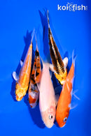 PACK OF (5) 4-5" STANDARD KOI