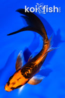 6.25" DOITSU ORENJI MATSUBA BUTTERFLY