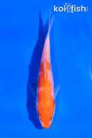 4" KOHAKU