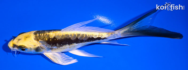 6" KIN KIKOKURYU BUTTERFLY