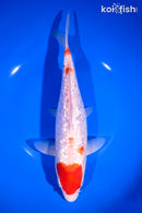 9.5" GINRIN MARUTEN KOHAKU