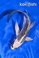6" KIKOKURYU BUTTERFLY