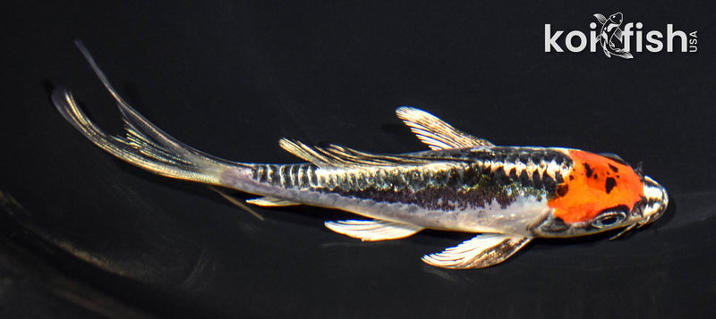 5.25" BENI KIKOKURYU BUTTERFLY