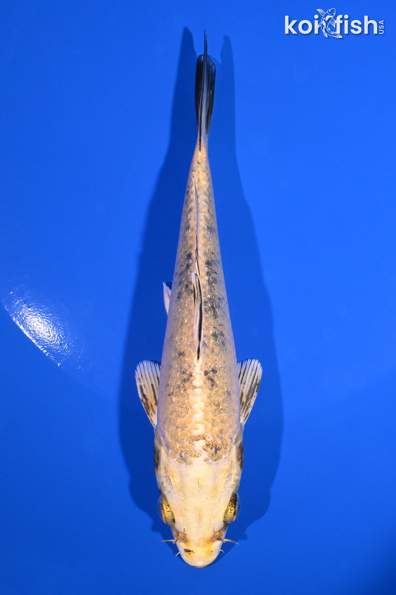 5.5" KI BEKKO