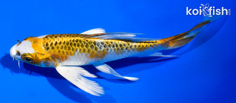 5.5" KUJAKU BUTTERFLY