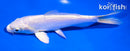 5.5" DOITSU PLATINUM OGON