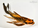 8.75" BENI KIKOKURYU BUTTERFLY
