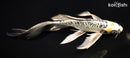 8.75" ARAGOKE KIN KIKOKURYU BUTTERFLY
