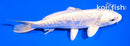 5.5" DOITSU PLATINUM OGON