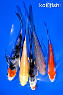PACK OF (5) 4-5.5" BUTTERFLY KOI
