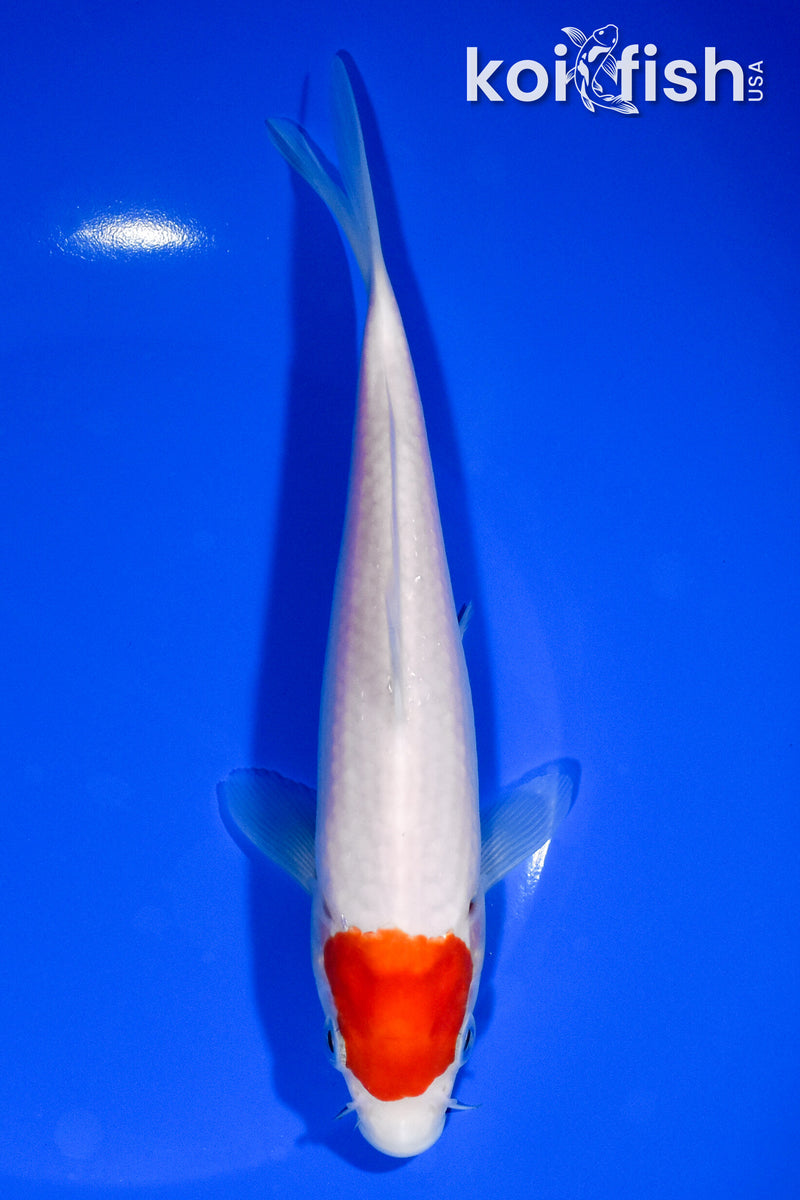 7.5" TANCHO KOHAKU