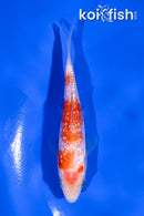 4" GINRIN KOHAKU